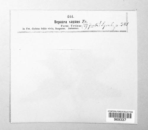 Depazea vagans image